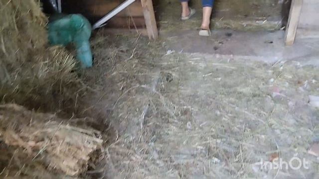 СОБАКИ ДОБЫЛИ НАМ УЖИН смотреть онлайн