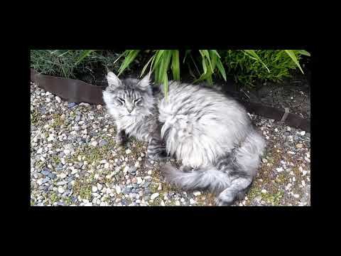 Хроника грустных событий смотреть онлайн