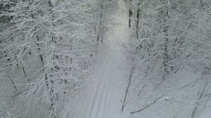 зимний лес с квадрокоптера