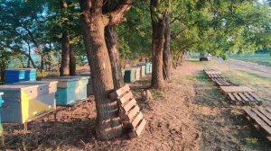 Вывезли пчел на подсолнух 🌻 кочевая пасека-пасека на лежаках 🍯🐝