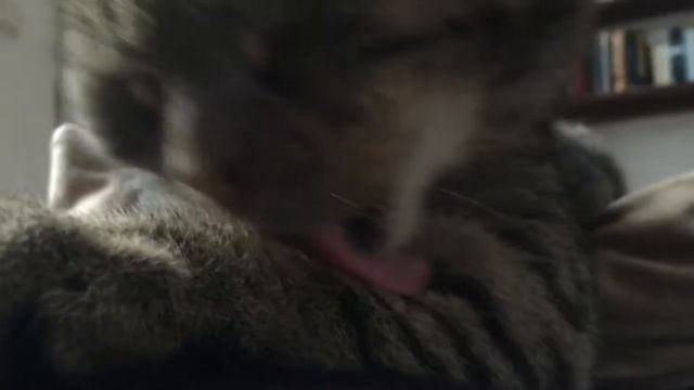 Пират облизывает лапы (№1) смотреть онлайн