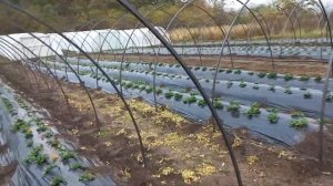 Продолжаем строить теплицы под клубнику.