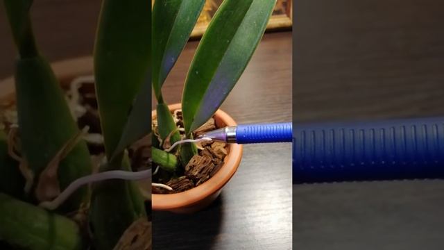 Macradenia multiflora, Макродения мультифлора смотреть онлайн