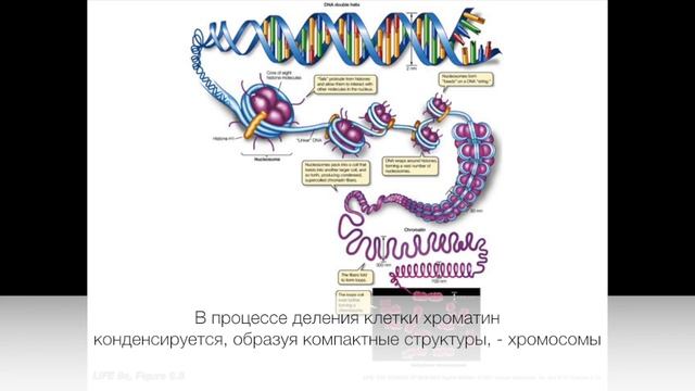 Строение клетки. Часть 3 смотреть онлайн