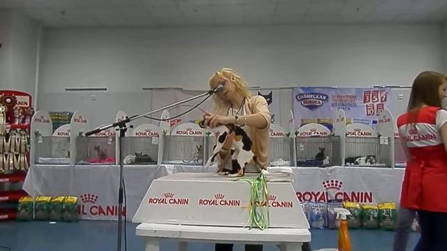 Шоу редких пород. Elana High Energy, корниш рекс. Эксперт Анна Рудакова