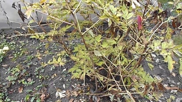 НА ДАЧЕ У НАДЕЖДЫ. БЕРУ ВСЕ ЧТО ДАЮТ. смотреть онлайн