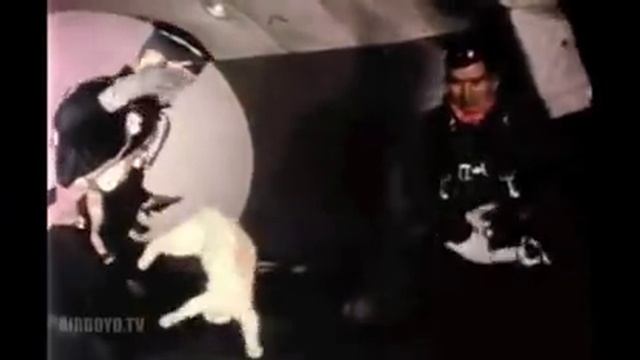 Weightless Cats - Do Space Cats Land On Their Feet? смотреть онлайн