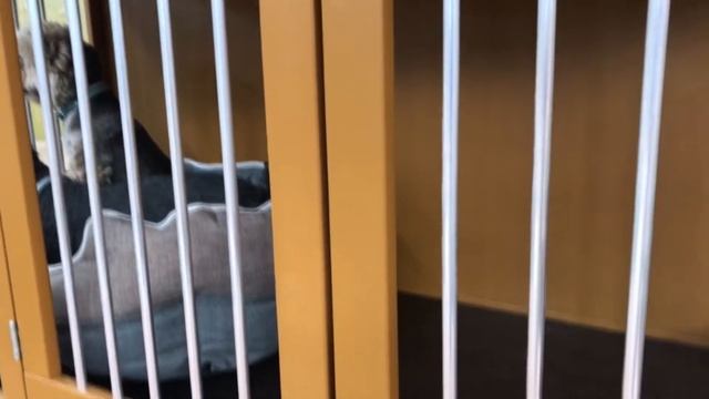 Вольер для собак | Мир Шиншилл | Клетка-вольер для собаки в квартиру смотреть онлайн