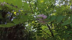 Робиния нью-мексиканская 09.06.19