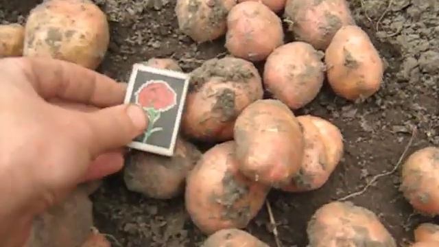 Часть 4 Обзор сортов картофеля Гренада,Хортица,Сафра,Ароза,Лимонка,Роза смотреть онлайн