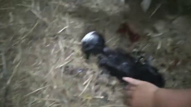 сколько козлят может родить коза-первокотка? / окот Маруси смотреть онлайн