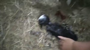 сколько козлят может родить коза-первокотка? / окот Маруси