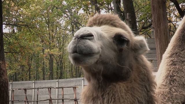 Дети из зоны АТО побывали в Фельдман Экопарк смотреть онлайн