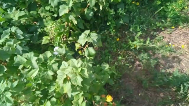 ИЗБАВЛЯЕМСЯ ОТ ТЛИ НА СМОРОДИНЕ. ГАЛЛОВАЯ И ПОБЕГОВАЯ ТЛЯ. смотреть онлайн