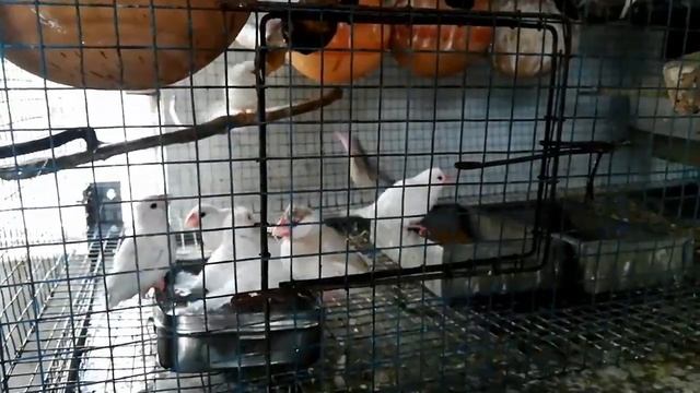 java birds information. java birds k bare me ap dekh sakte h#like #cmoment #subscribe #birdfarm смотреть онлайн