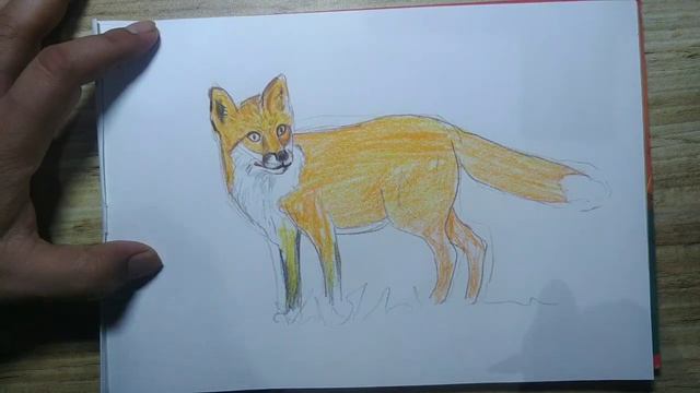 How To Draw Fox Easy / Fox drawing colour смотреть онлайн