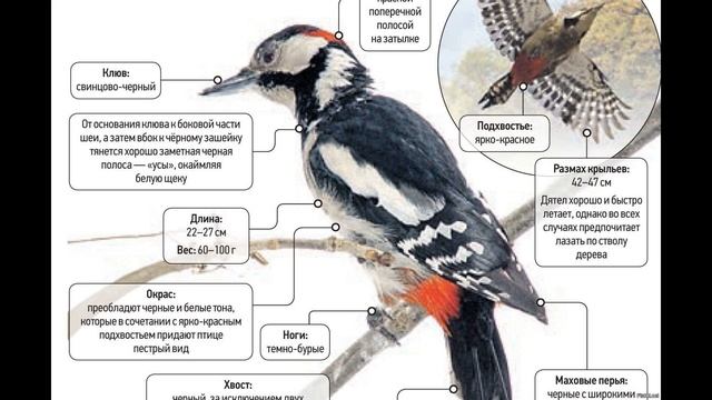 ДЯТЛЫ \ WOODPECKERS смотреть онлайн