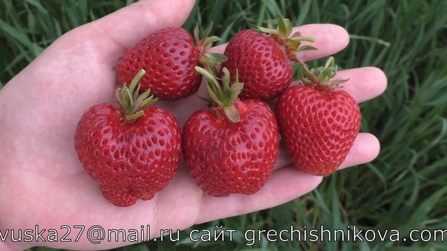ФЛОРИДА БРИЛЛИАНС ранний сорт клубники смотреть онлайн