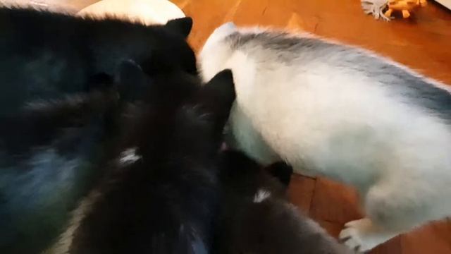 Как правильно кормить щенят хаски. Учимся кушать по взрослому ??? смотреть онлайн