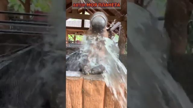 БЕГЕМОТ ПРИНЕМАЕТ ДУШ #смотреть #видео #как #выглядит #факты #про #факт  #почему #зачем