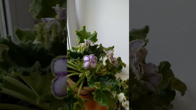 Фиалка Копеечка, Гриня, Curly Ocean .