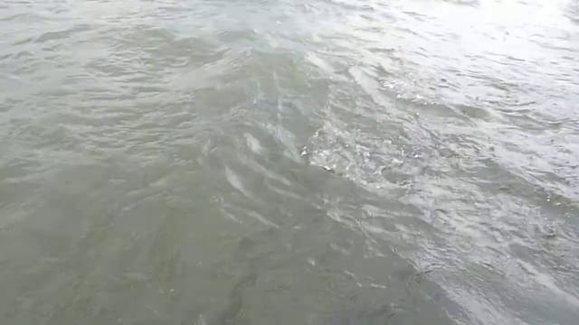 Сомы в реке Чао Прайя, Бангкок (Catfish at the Chao Phraya River, Bahgkok) смотреть онлайн