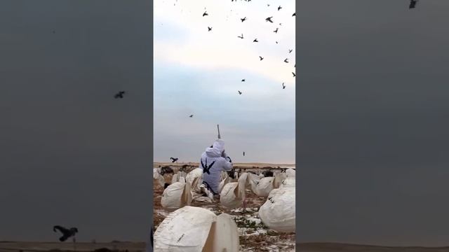 6 Man Duck Hunt Limit ? Links in Descrip #huntongaro #duckhunting #hevishot #cabelas #goosehunting смотреть онлайн