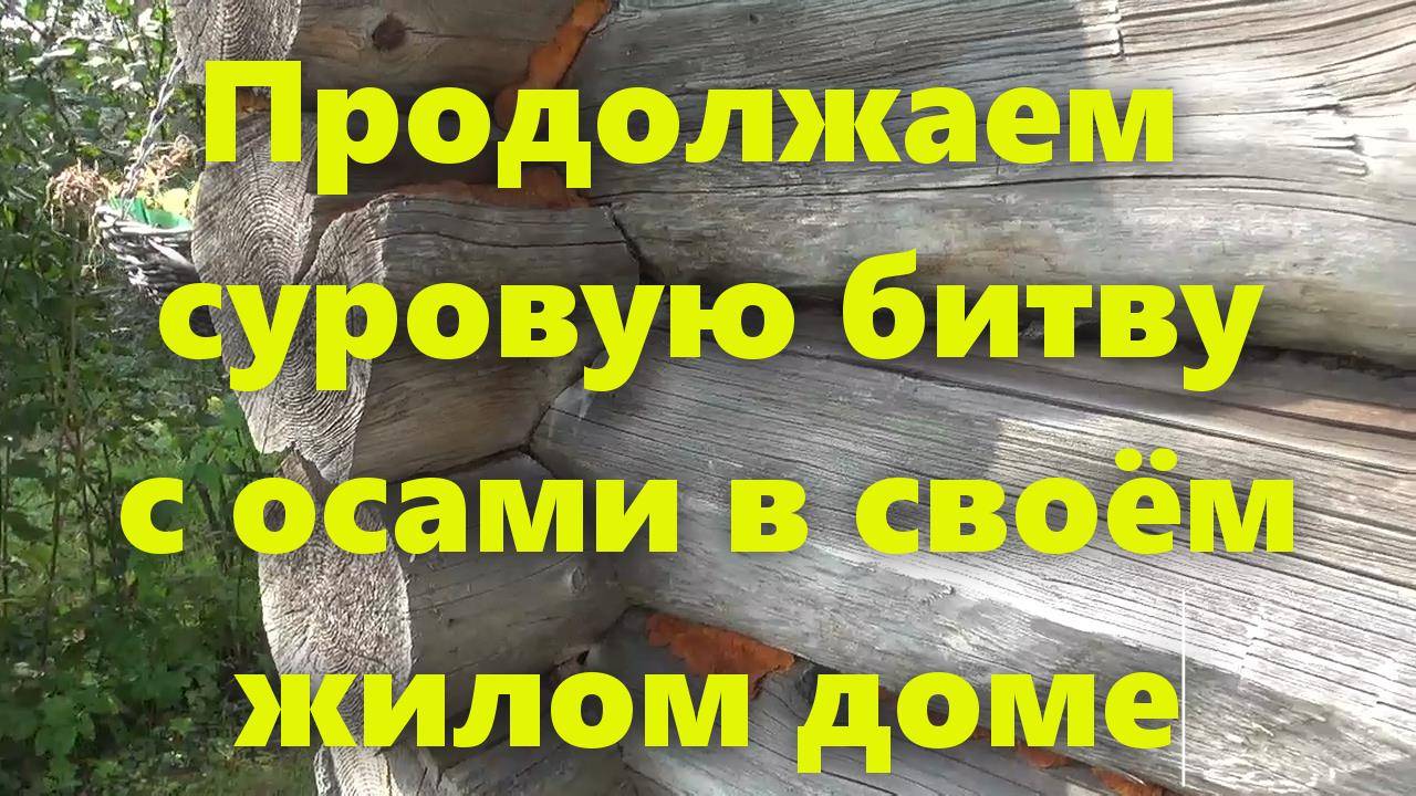 Осы на даче и в жилом доме: как избавиться от ос? Средство от ос. смотреть онлайн