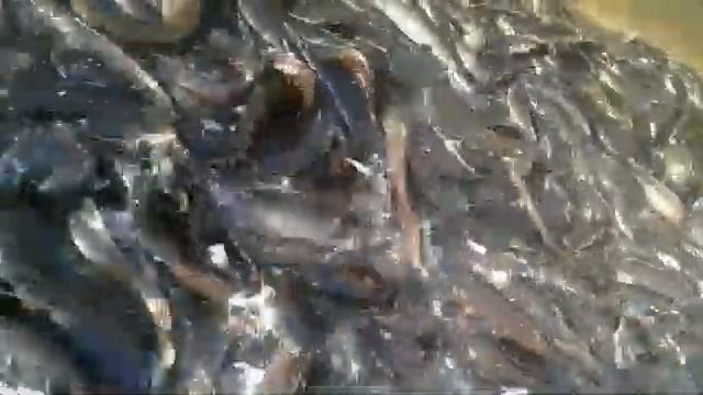 Африканский сом малёк 977 771001;946497030 тошкент