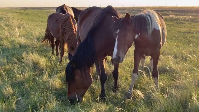 Бұрұнғы Апачидын үірі… Остатки от косяка Апачи… смотреть онлайн