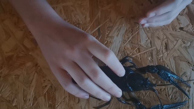ВСЕ О РЕЧНОМ РАКЕ смотреть онлайн