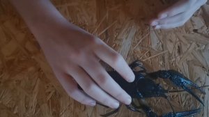 ВСЕ О РЕЧНОМ РАКЕ