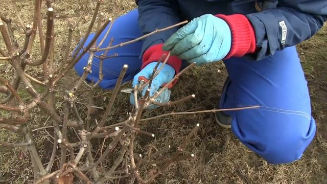 Правильная Обрезка ГОРТЕНЗИИ весной смотреть онлайн