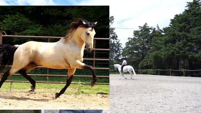 ЧИСТОКРОВНАЯ ПОРТУГАЛЬСКАЯ ЛОШАДЬ ЛУЗИТАНО l WITHPORTUGAL.COM смотреть онлайн