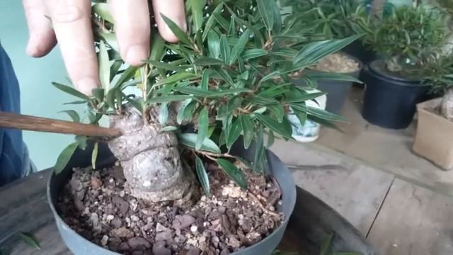 Engrossamento ficus 1 смотреть онлайн
