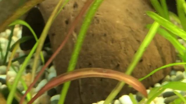 Сомик  прилипала. Будни моего аквариума.