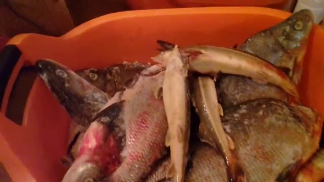 Папа, рыбак ! смотреть онлайн