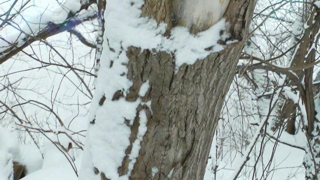 МОЖЕТ ЗНАЕТ ЛЕС смотреть онлайн