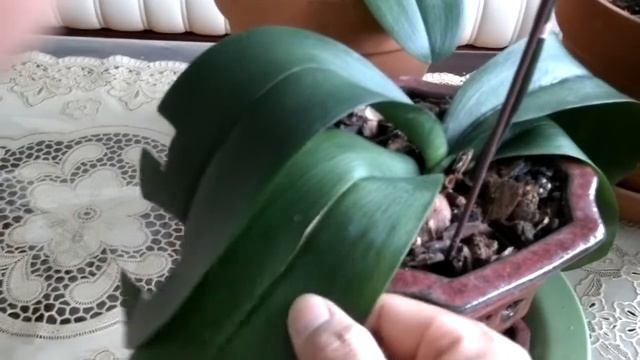 Orchid Repotting Update смотреть онлайн