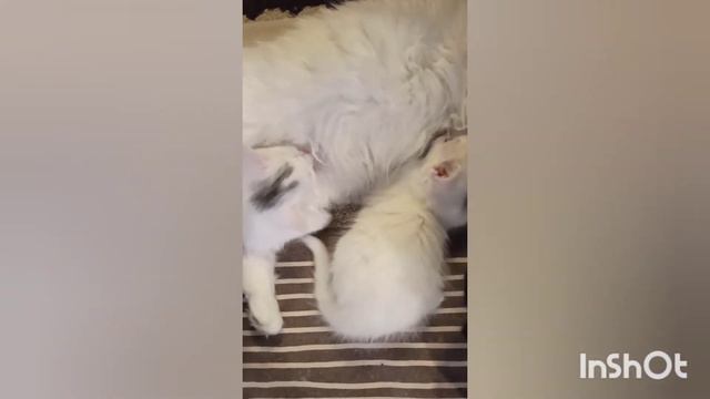 Кошачья семья в сборе 🐱 / Каждый занимается любимым делом #кошки#котята#семья#короткоевидео смотреть онлайн