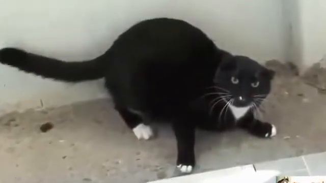 Забавные кошки. Хорошая подборка приколов самых смешных кошек. смотреть онлайн