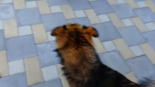 Драка собак смотреть онлайн