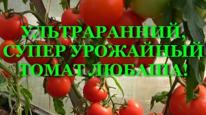УЛЬТРАРАННИЙ, СУПЕР УРОЖАЙНЫЙ ТОМАТ ЛЮБАША!