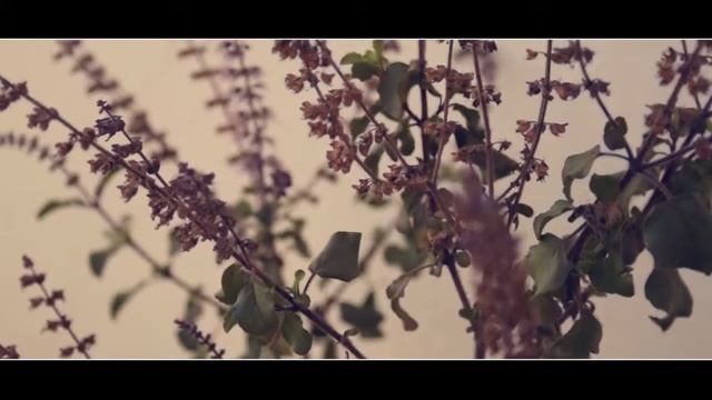 Cinematic Video by Droy | Nikon D3300 смотреть онлайн