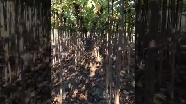 Catalpa bignonioides “nana” - Albania смотреть онлайн