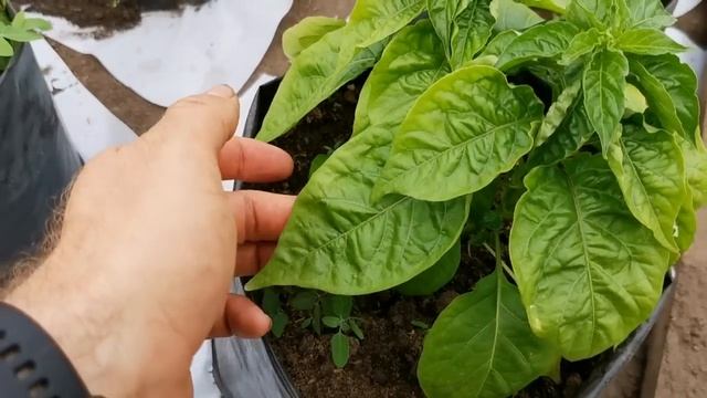 Вот поэтому Перцы после высадки и не растут или замирают и останавливаются в росте! смотреть онлайн