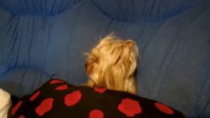 Йорк смешно лает😁 йоркширский терьер приколы