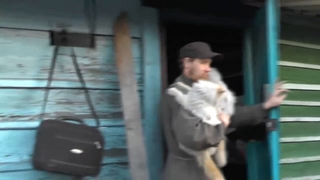 №10. Из архива разрозненное в одном файле. Египетское чудо - кошки. смотреть онлайн