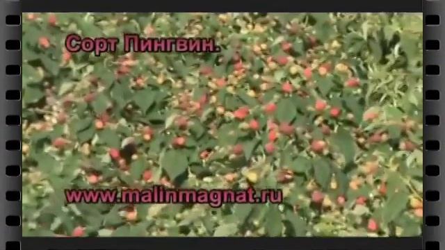 Чудо малина смотреть онлайн