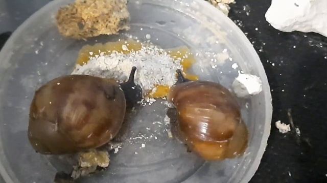 страшные истории и улитки ахатины #ахатины #архахатины #архахатины смотреть онлайн